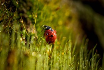 Natuurspeurdertjes...