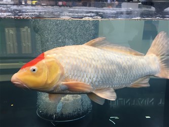 Waterpartijtjes in de kleine tuin