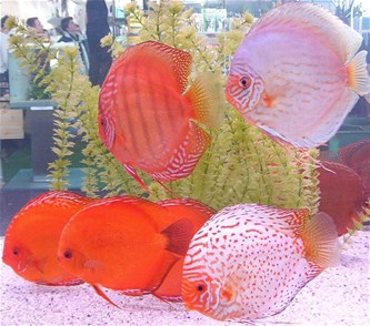 Tropische vissen op het menu