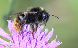 Begeleide thema wandeling Vloeiweiden