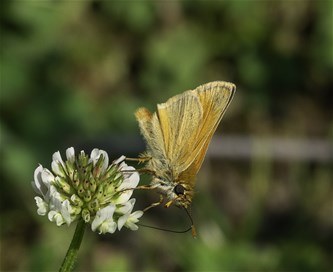 Zomerse vlinderwandeling in het Hageven