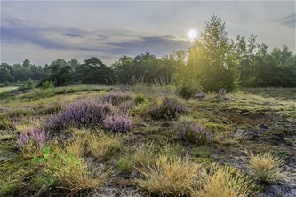 Heilzame heidewandeling in het Hageven