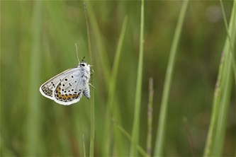 Vlinders van de nazomer in het Hageven
