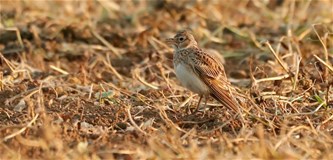 Lezing: het verdwijnen van de akkervogel