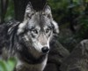 Wandeling in het spoor van de wolf