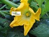 Lezing biologischde gewasbescherming