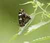 Op zoek naar zomerse fladderaars