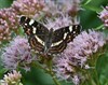 Geleide wandeling in de Vloeiweiden