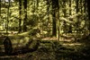 Het bos beleven