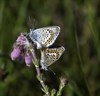 Vlinders in de nazomer