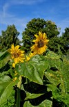 Zonnebloemwedstrijd