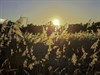 Natuur met andere ogen