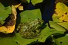 Natuurspeurdertjes...