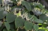 Exotische planten en bomen, invasief?