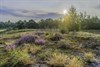 Heilzame heidewandeling in het Hageven