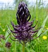 Begeleide themawandeling Vloeiweiden
