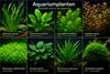 De wereld van Aquariumplanten en hun ver