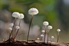 Slow walker wandeling -