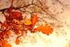Herfstwandeling...