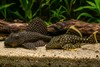 Algeneters in het aquarium